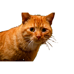 Adorable Ginger Tabby Cat With Whiskers Looking Curiously Outdoors, Evoking Warmth And Charm. 19400 - Cat PNG image with transparent background